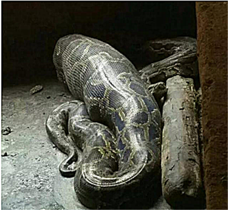 几龙岩上杭的天气风和日丽,这天气好了许多小动物喜欢出来逛逛! 比如下面这只蟒娘子!