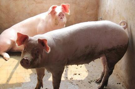 牧原、正邦生猪销量暴涨 养户该担心什么