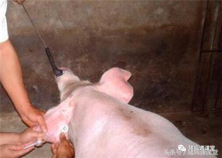 如何规避注射治疗引起的猪急性死亡