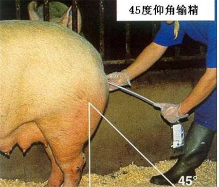 农民学养猪,正确判断输精时间的方法