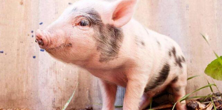 猪价持续低迷，不好的情绪正在蔓延！