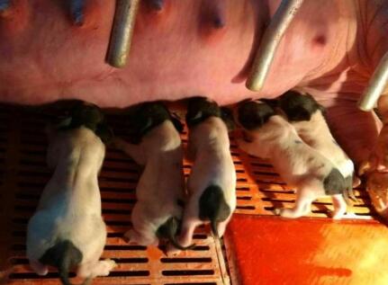 厉害了!中博生物克隆出8头巴马小香猪