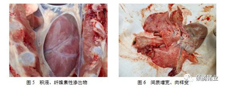 为什么换季时猪场就不稳定?一例秋冬季节不稳定猪场的案例分析