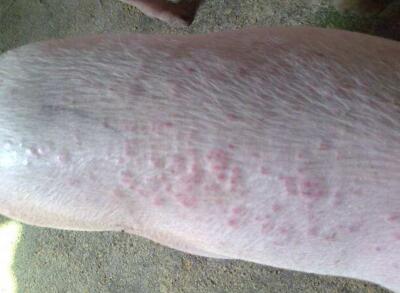 猪身上起红斑点就一定是皮炎湿疹吗？！