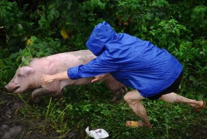14级台风“卡努”今天正面袭击广东西部,别让你的猪冻着