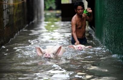 养猪场倒闭的5大原因,最后一个最要命