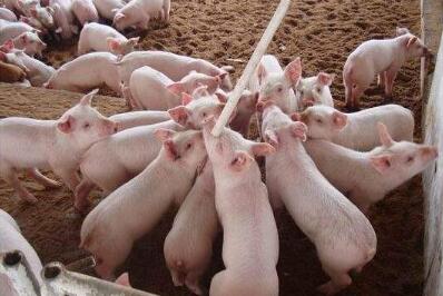 武汉出台缓解"高肉价" 企业多养1万头猪奖补200万