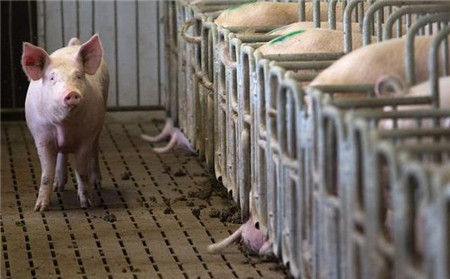 现实就是这么残酷,摆在养殖户面前的只有两条路