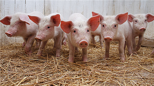 2018养猪四大趋势,赚钱路上别被落下了