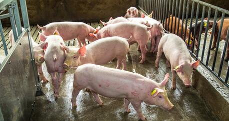 猪价跌破7元，成本却在暴涨！但后市仍有戏……