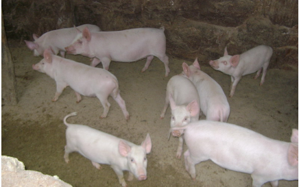 养殖业,尤其是养猪和奶牛业,是典型的重资产。养殖业的重资产只要善于经营是能有回报的,越来越多的企业越来越重视轻资产运作。