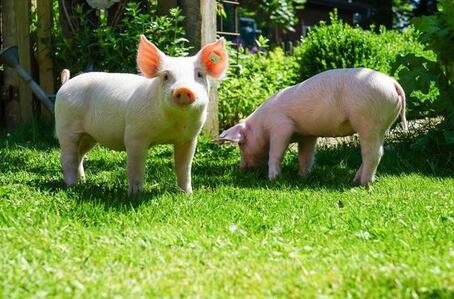 兽医在猪病防控上最易犯的六大错，有你吗？