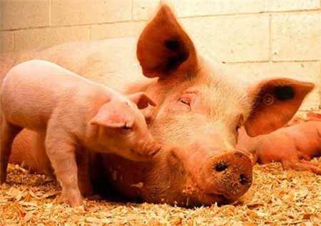 猪“蹄裂”的背后还有哪些问题值得深思？受益匪浅！