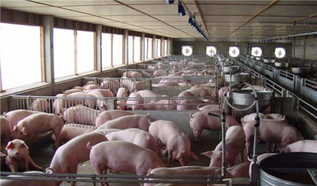 猪气喘,咳嗽,抓住关键时机,花钱少效果好!