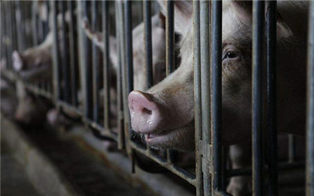 注意！最近猪多发疾病，原来是跟天气有关