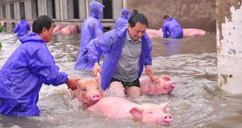 养猪想赚钱,猪场到底需要什么样的人才