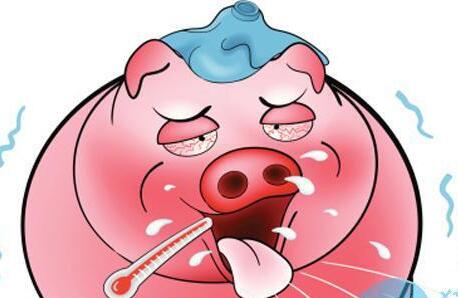 多猪友在养猪中都遇到过猪体温升高的情况,这种情况往往被某些人直接冠以“热性病”的头衔,或者一见到发热就想到退烧。