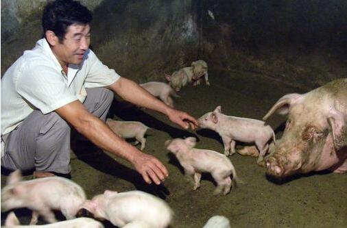 秋末冬初，气候变化无常，昼夜温差较大。各种细菌、病毒活跃，给养猪户生猪的日常管理带来许多不利，给初生仔猪饲养管理带来一定的困难，母猪所产仔猪成活率明显下降。