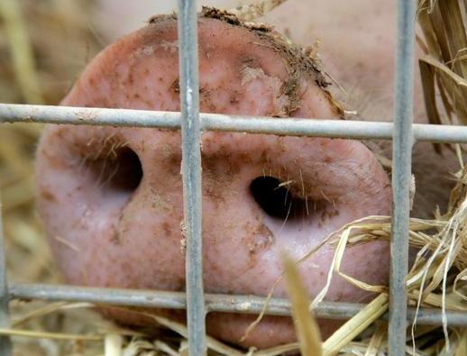 今天，我们就来聊一聊：猪场呼吸道疾病的三大症状，希望养殖户在日常饲养管理时能都警惕。