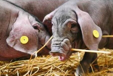 网易不仅游戏、音乐做得不错,就连网易农业旗下的网易味央猪也做得风生水起。网易又开猪场了,天价猪肉,你会买吗?