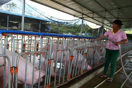 把猪养好,只是赚钱的第一步,还是远远不够的,今天给养殖户讲解下养猪常见的四大风险,供大家参考。