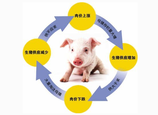 上一轮猪周期的下行区间走了三年半,而今年的下行才持续了不足一年,后续的继续下滑基本可以确定了。
