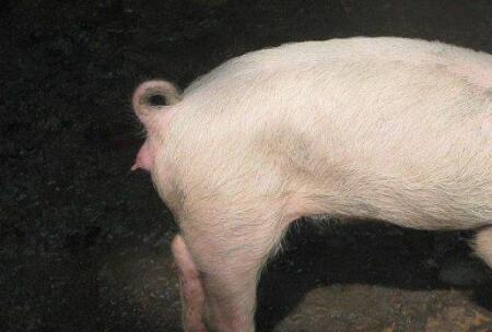 饲料及其原料在加工、储存和运输过程中容易发生霉变,霉菌不仅污染饲料,而且消耗饲料中的营养物质,使饲料品质下降。