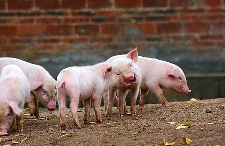  总听人们说:“眼睛为心灵的窗户。 ”其实，猪眼上的一些异常变化，往往还是某些疾病的信号: