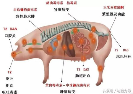 冬季生猪常见病，你做好防控措施了吗？