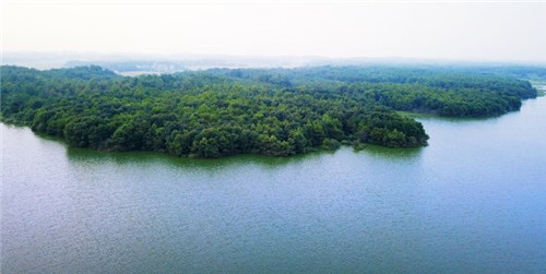 全国各地谈“猪”色变 为何偏偏独宠网易味央?