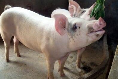 普通商品猪被当成种猪卖?老板傻眼了,养猪人当心