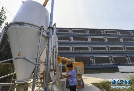 小日子过得美!河北这八千头猪都住楼房了!