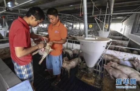 小日子过得美!河北这八千头猪都住楼房了!