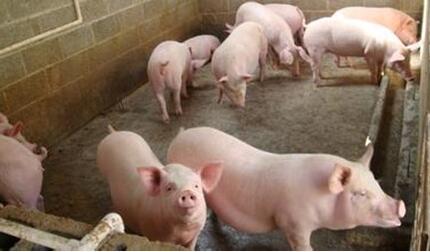 对于冬季的生猪市场无论是小猪场还是大猪场都是有预期和布局的,毕竟需求旺季是一年中对猪肉需求最多的阶段了,也是最能够提振猪价的时刻。