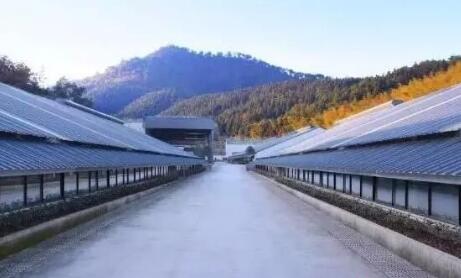 生猪、牛、兔、蜂群等规模长期稳坐国内头把“交椅”,拥有60多个国家级生猪调出大县……一系列指标让四川坐拥全国“资深”畜牧大省头衔。