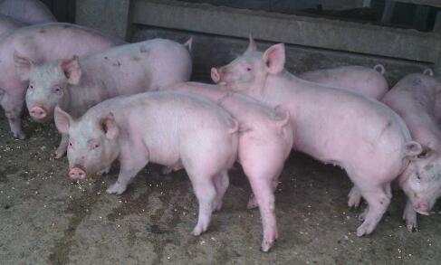 生猪价格一改9月以来的下行态势,近期出现小幅上涨。业内专家表示,目前生猪价格变动幅度微弱,后期上涨动力不足,短期仍以稳为主。1