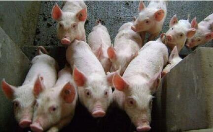 环保或将改变传统猪周期,猪场粪污处理已经成为制约养猪业发展的主要瓶颈,也正是因此导致行业洗牌。