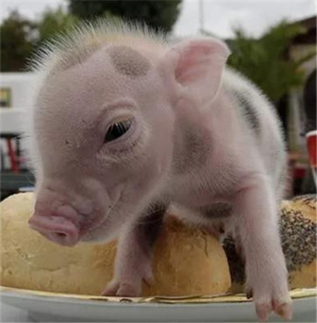 禁养区之后，禁煤区来了，这个冬天养殖户或许不一样