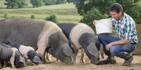 猪价虽涨，养猪户想要全面飘红还要关注这三点！