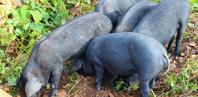 猪价连涨四天，养猪人的春天真的来了吗？