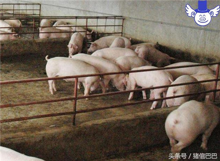 怎么样让猪拉的屎不臭?喂什么饲料大有讲究!