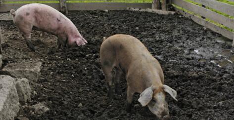 后市猪价乐观 统计局：存栏再减345万