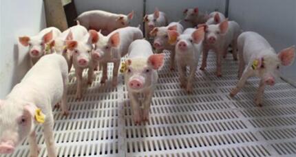 猪价连涨7天！业内称能持续到春节前，你觉得呢？