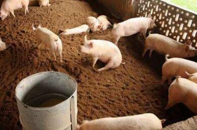 猪价连涨8天，10月内可能要涨到14.3