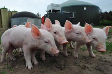 猪价行情连涨一周 为何今日猪价局部出现下跌