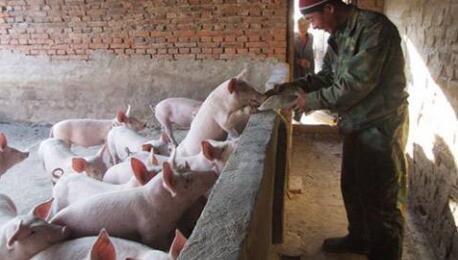 给养猪人的一封信:爸爸,你可以不养猪吗?