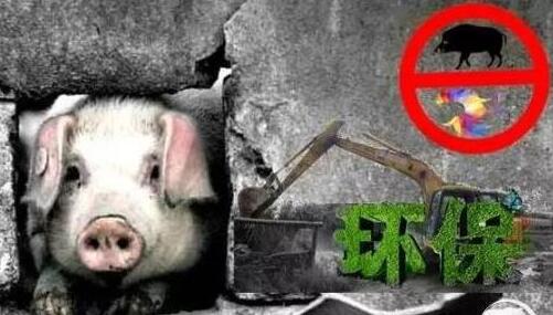 肆无忌惮地制造“无猪县”、“无猪镇”、“无猪村”,不仅阻碍了禁养区工作的顺利开展,更没有从根本上考虑养猪人这些弱势群体的生存问题。