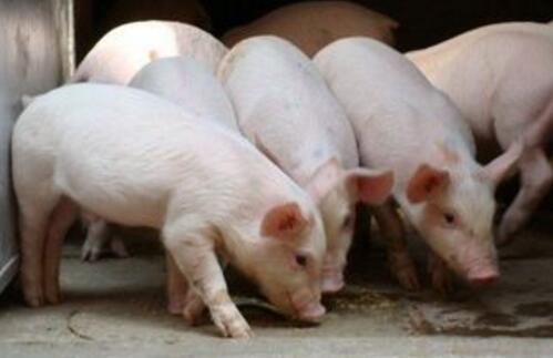 国内猪价持续处于小幅波动的态势,各省猪价调整范围多在0.1元/公斤左右,北方局部地区出现回落,南方区域猪价仍以小涨的行情为主。