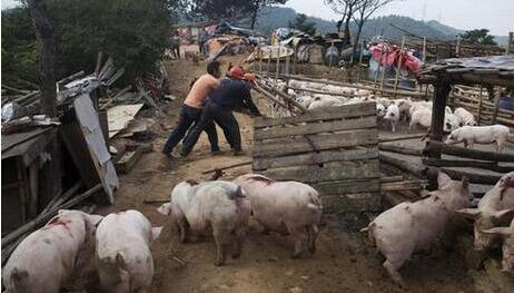     日前，我省下发关于进一步加强生猪养殖污染防治工作的通知，明确要限时完成关闭拆除扫尾工作，所有关闭拆除工作必须在年底前全面完成