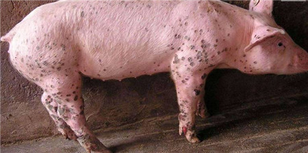 猪不停蹭猪圈，急躁不安？看看是不是身上长了这个东西